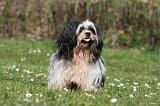 LHASSA APSO 311